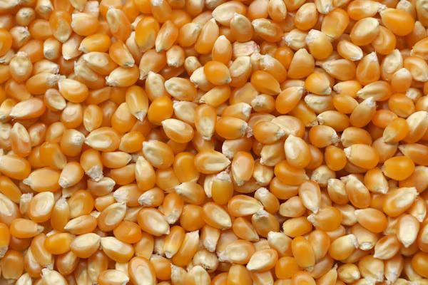 Popcorn Maize
