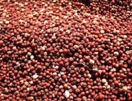 Finger Millet (Ragi)